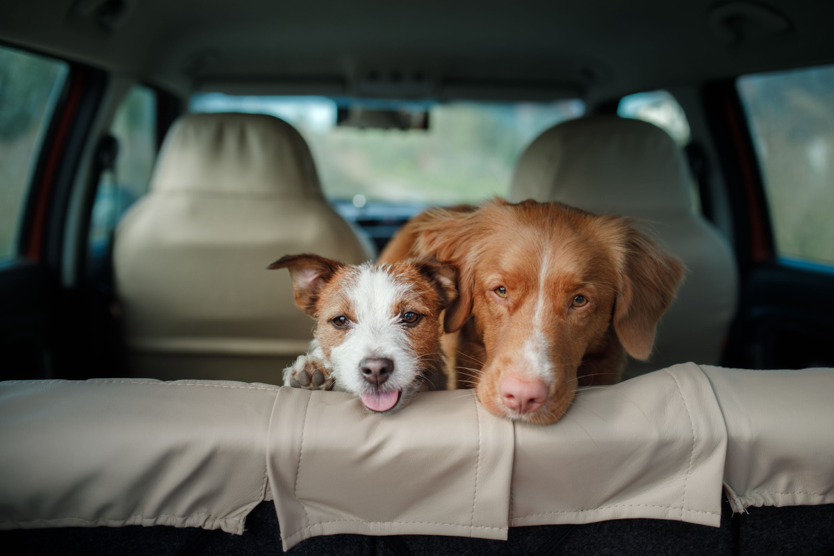 Pets Distracted Driving Law