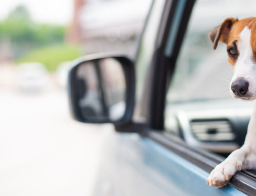 Pets in a Vehicle – How to Travel Safely With Your Furry Friend to Minimize Distraction