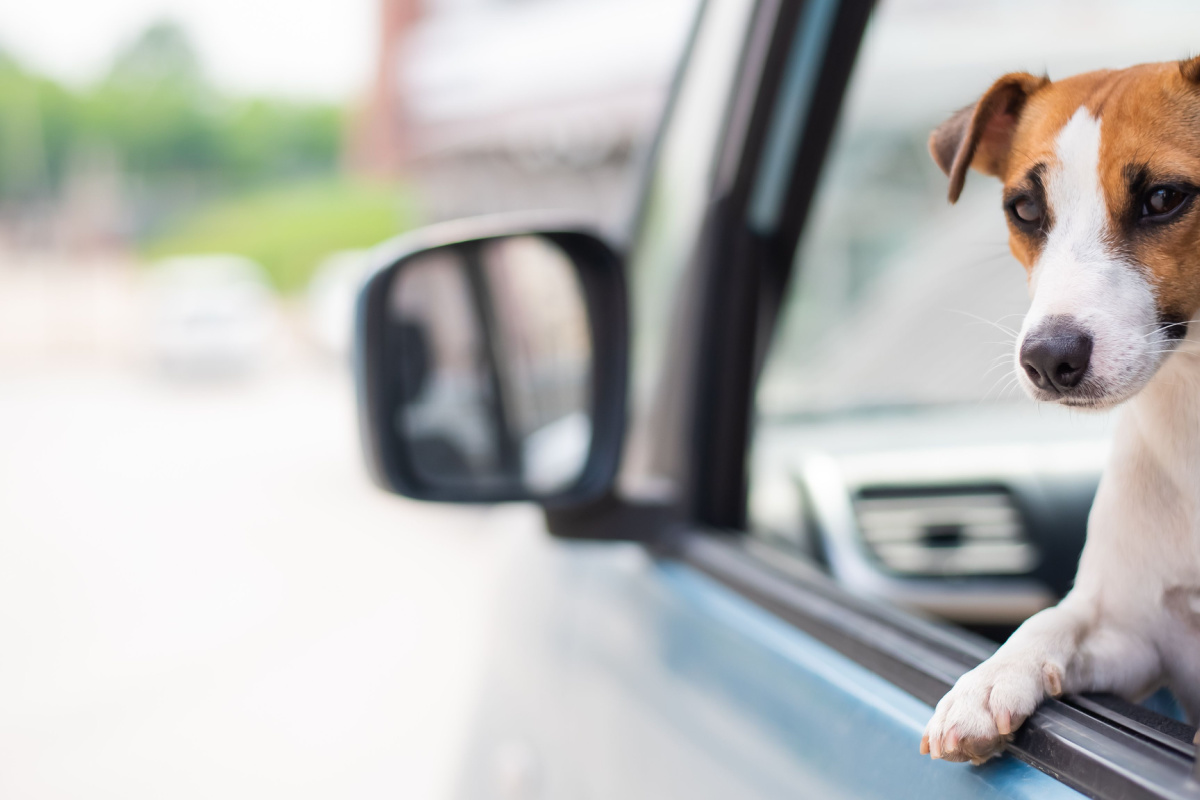 Pet Vehicle Law