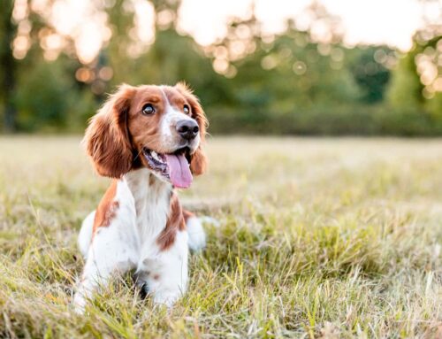Understanding Owner Liability for Dog Bites